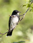 Eastern Kingbird 5573